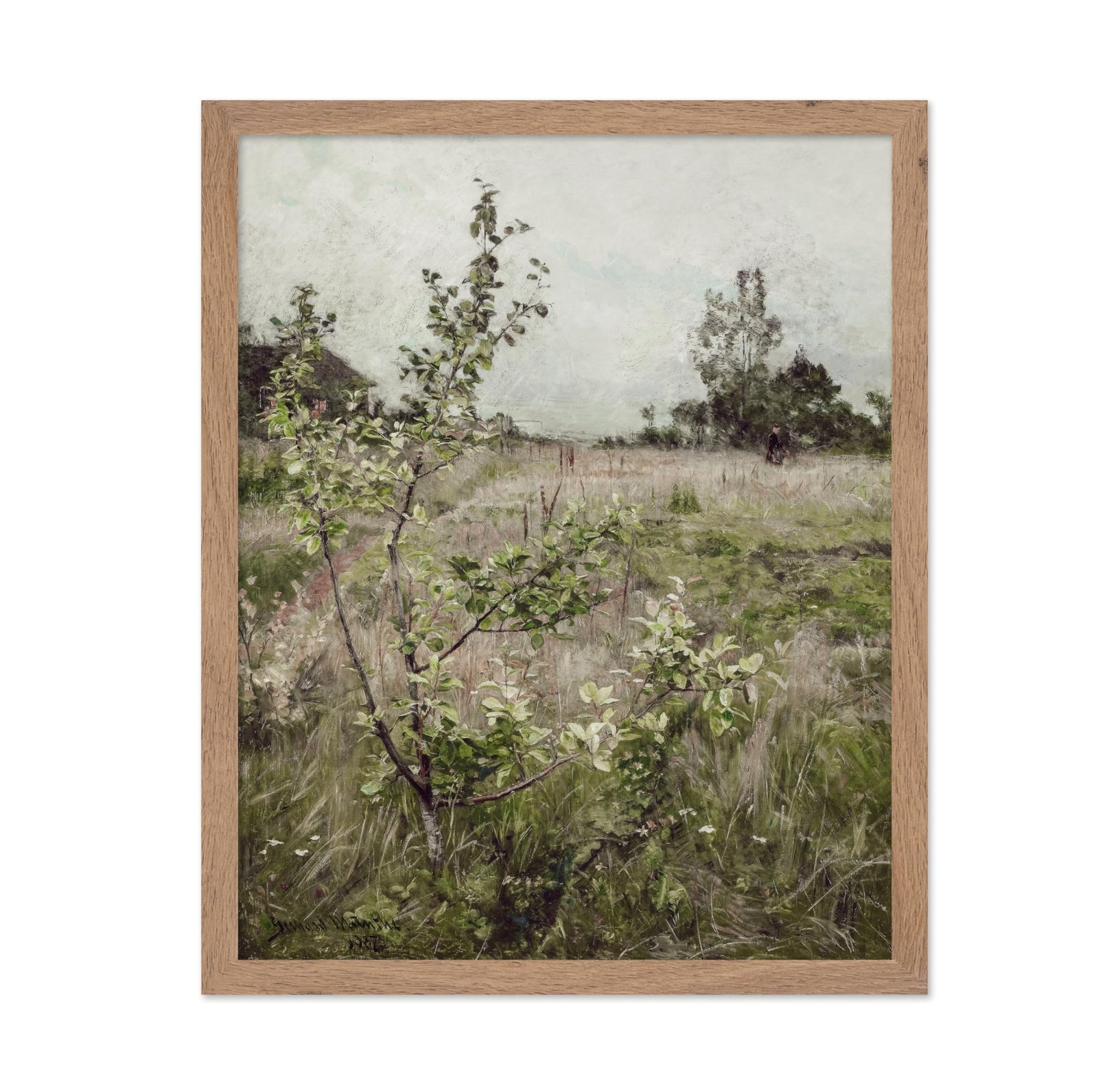 Field of Meadows