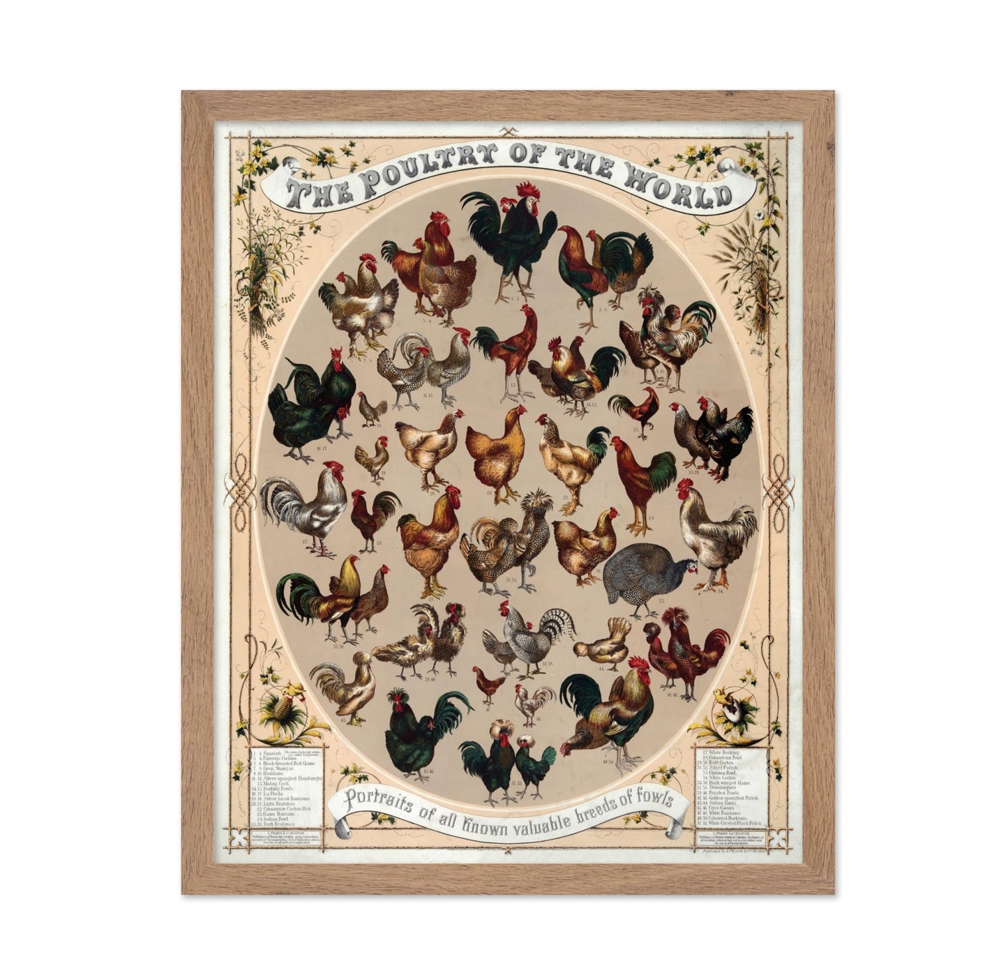 Poultry of the World