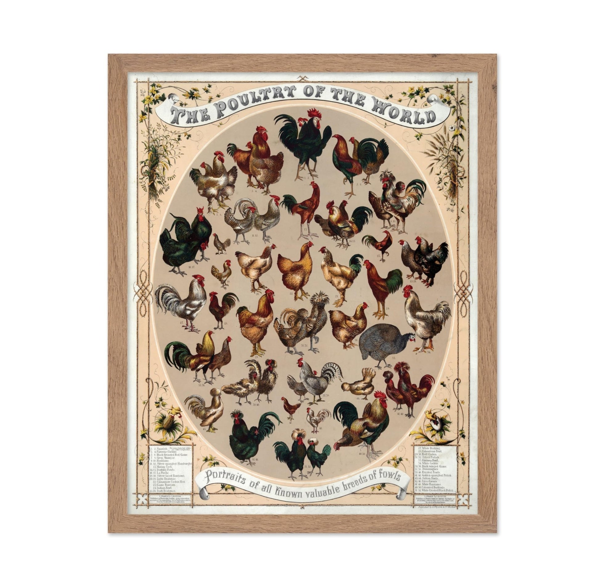 Poultry of the World