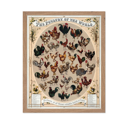 Poultry of the World