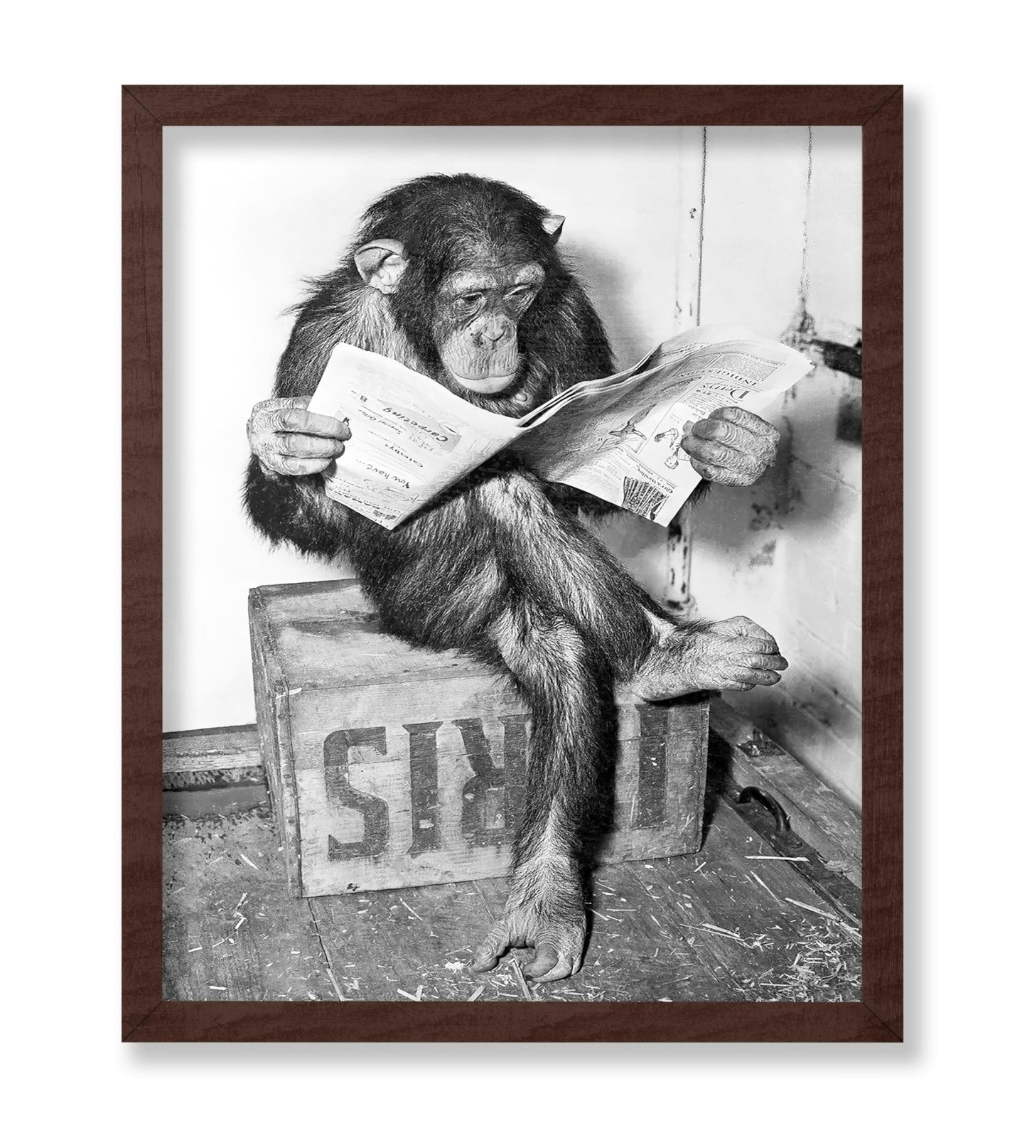 Chimpanzee Reading Newspaper