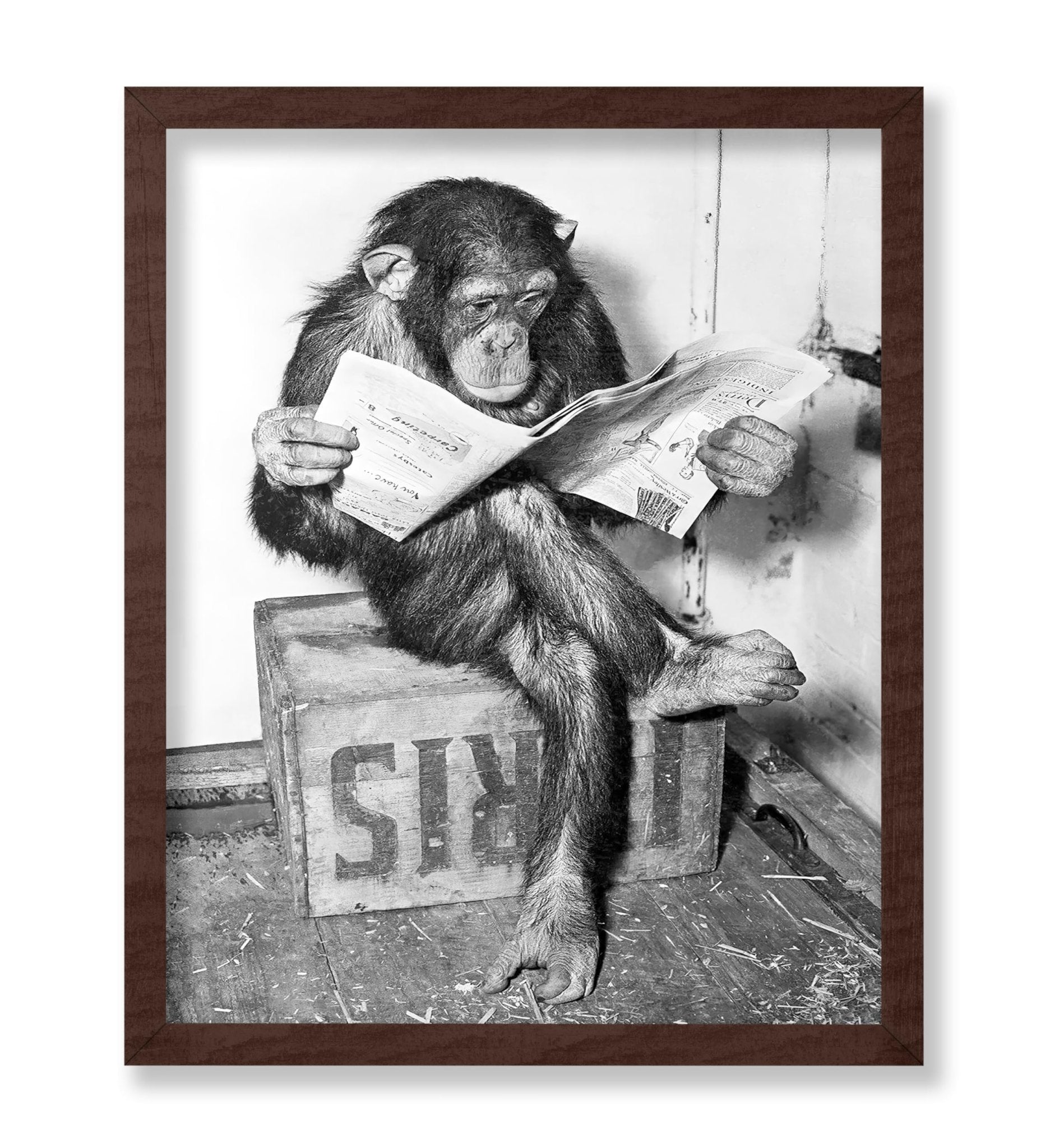 Chimpanzee Reading Newspaper