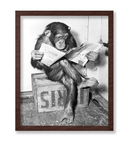 Chimpanzee Reading Newspaper