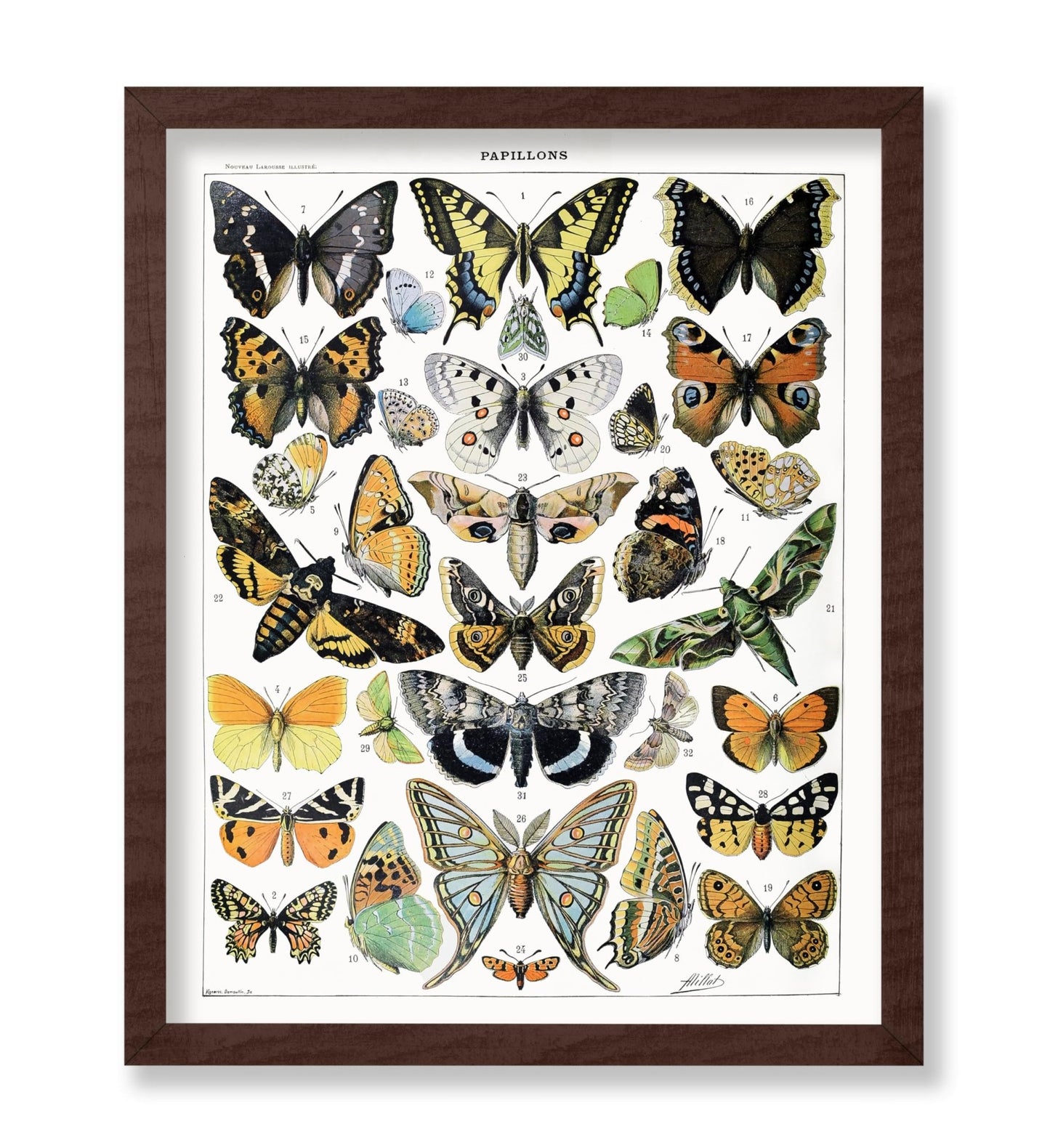 Adolphe Millot - Butterfly No2
