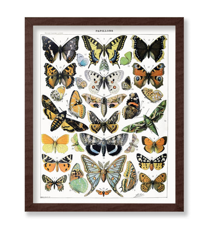 Adolphe Millot - Butterfly No2