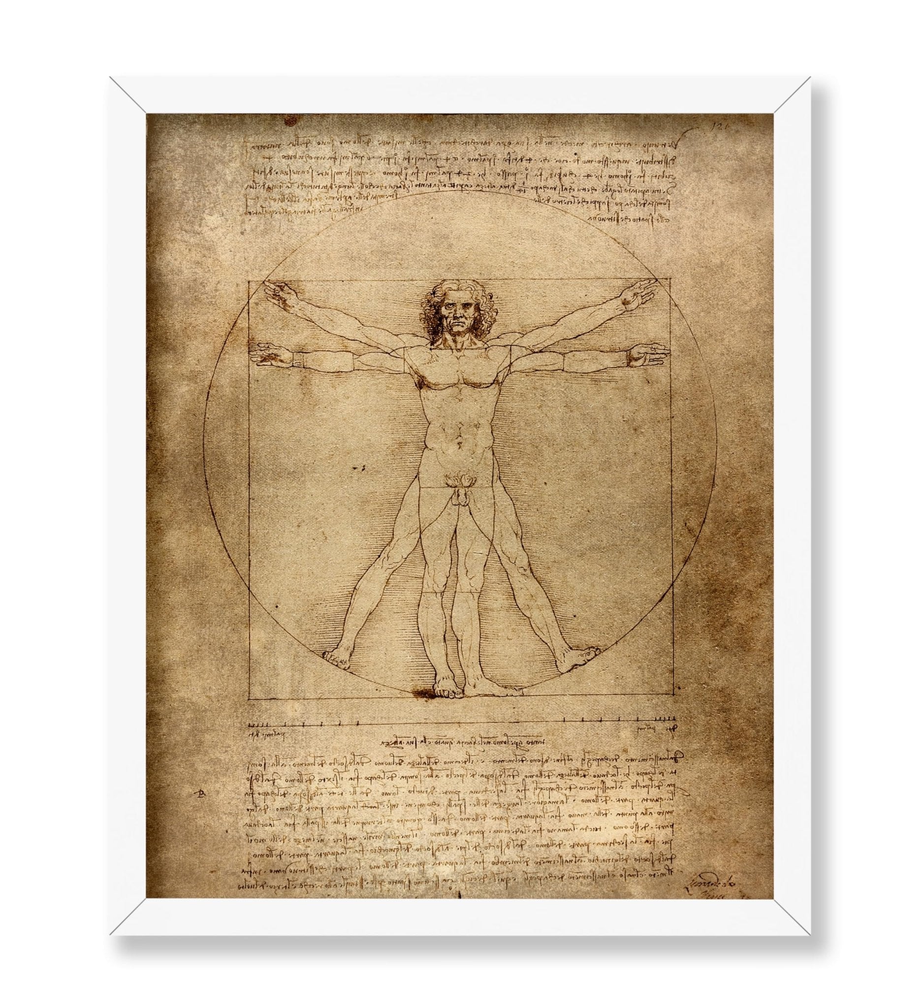 Leonardo Da Vinci - Vitruvian Man