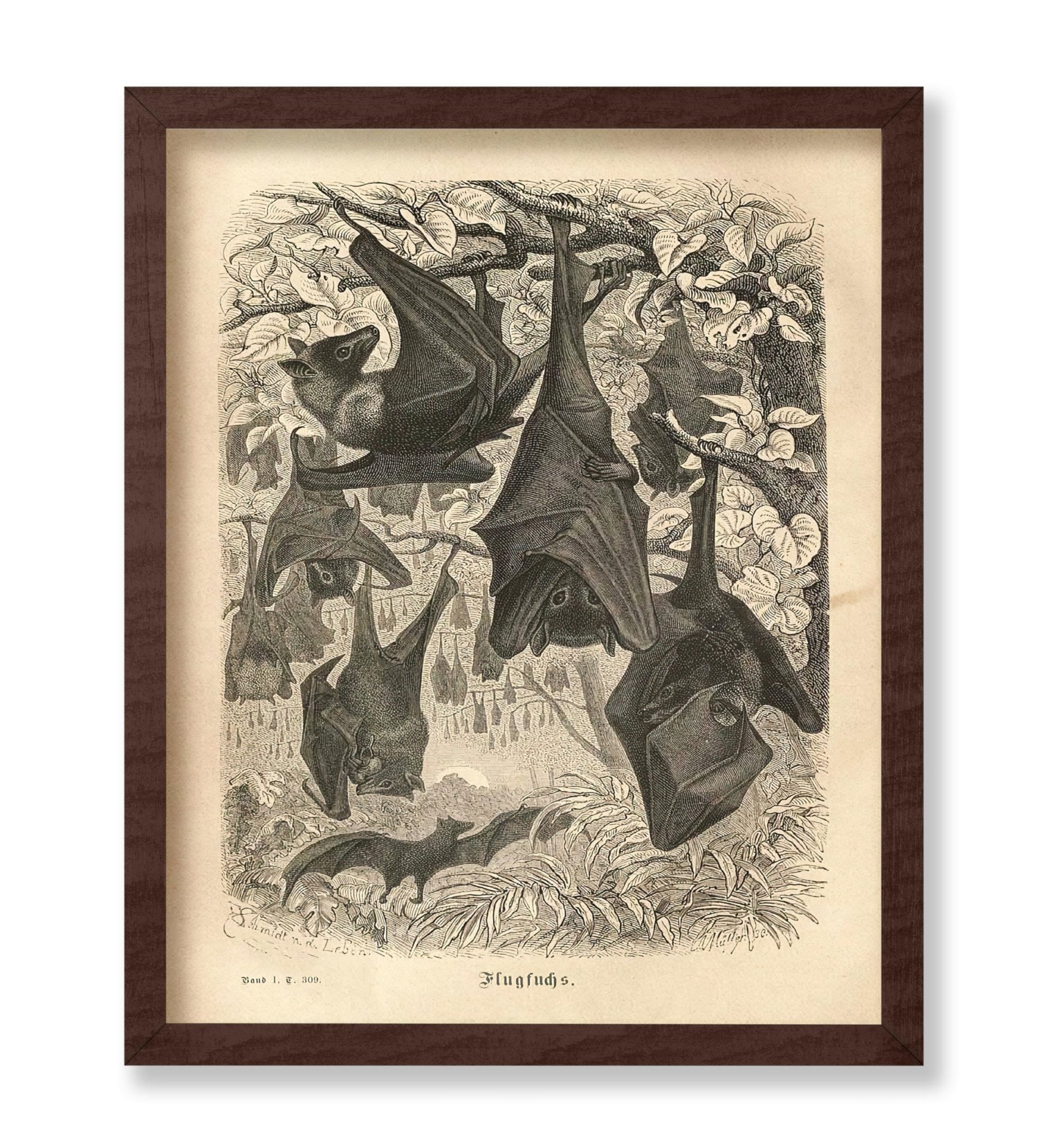 Flying Foxes