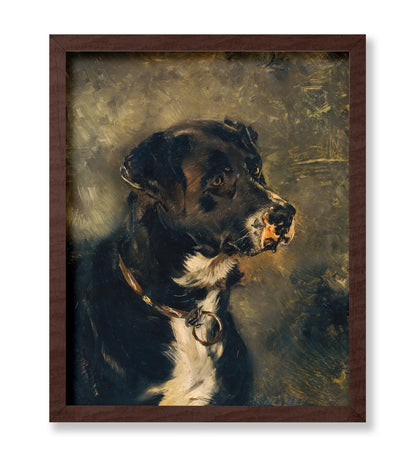 Head of A Butcher's Dog
