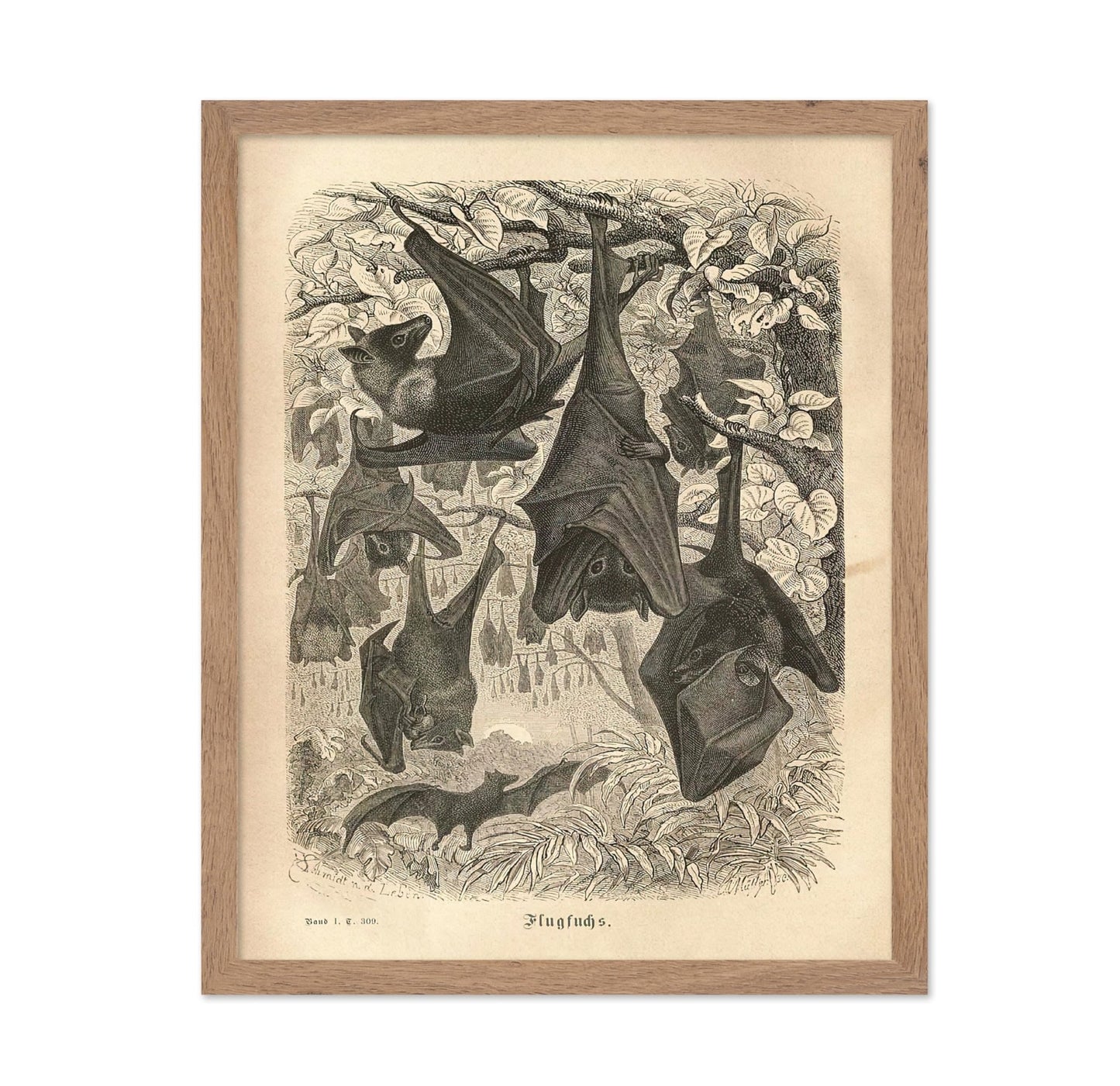 Flying Foxes