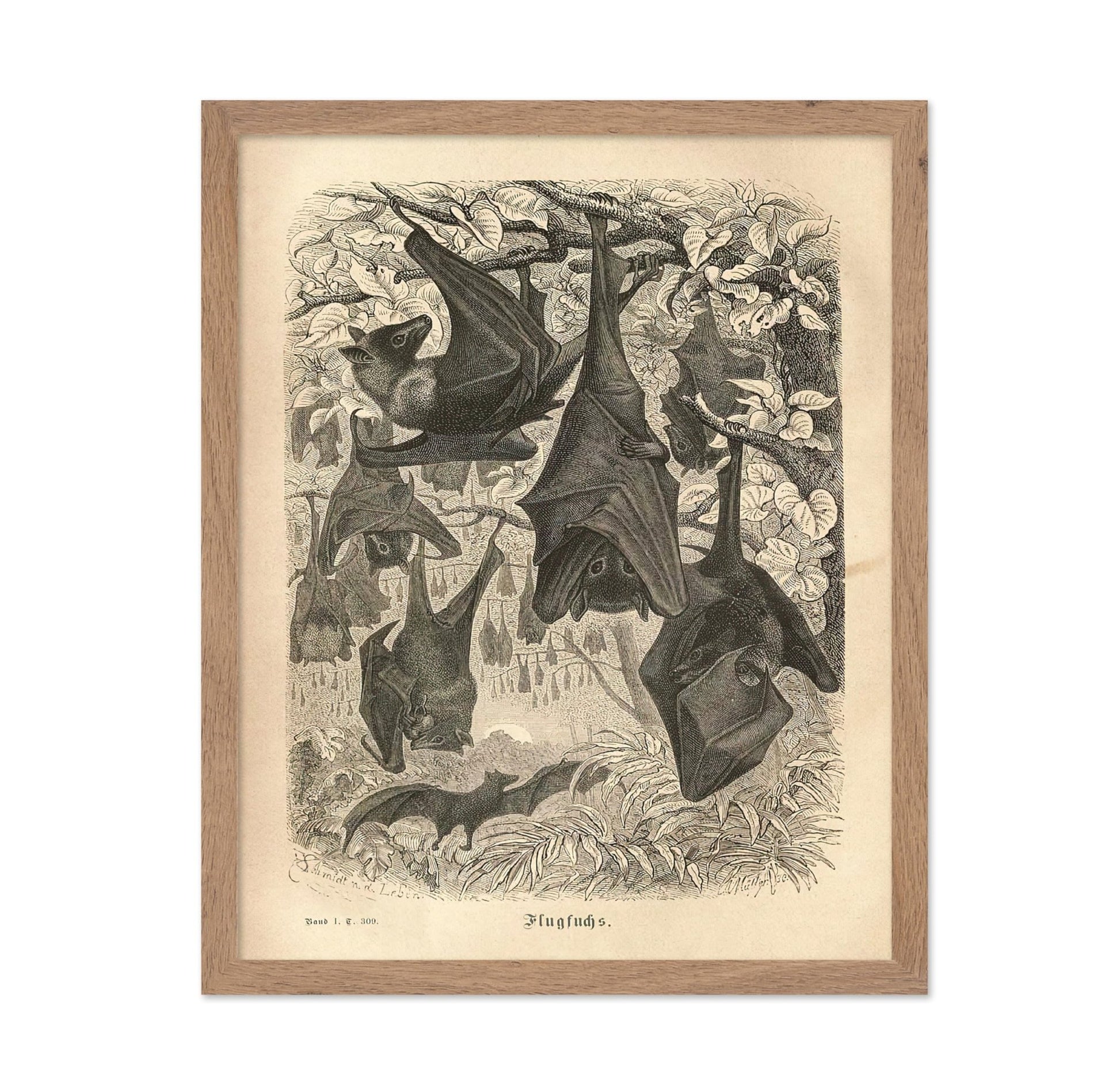 Flying Foxes
