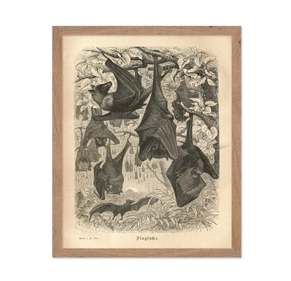 Flying Foxes