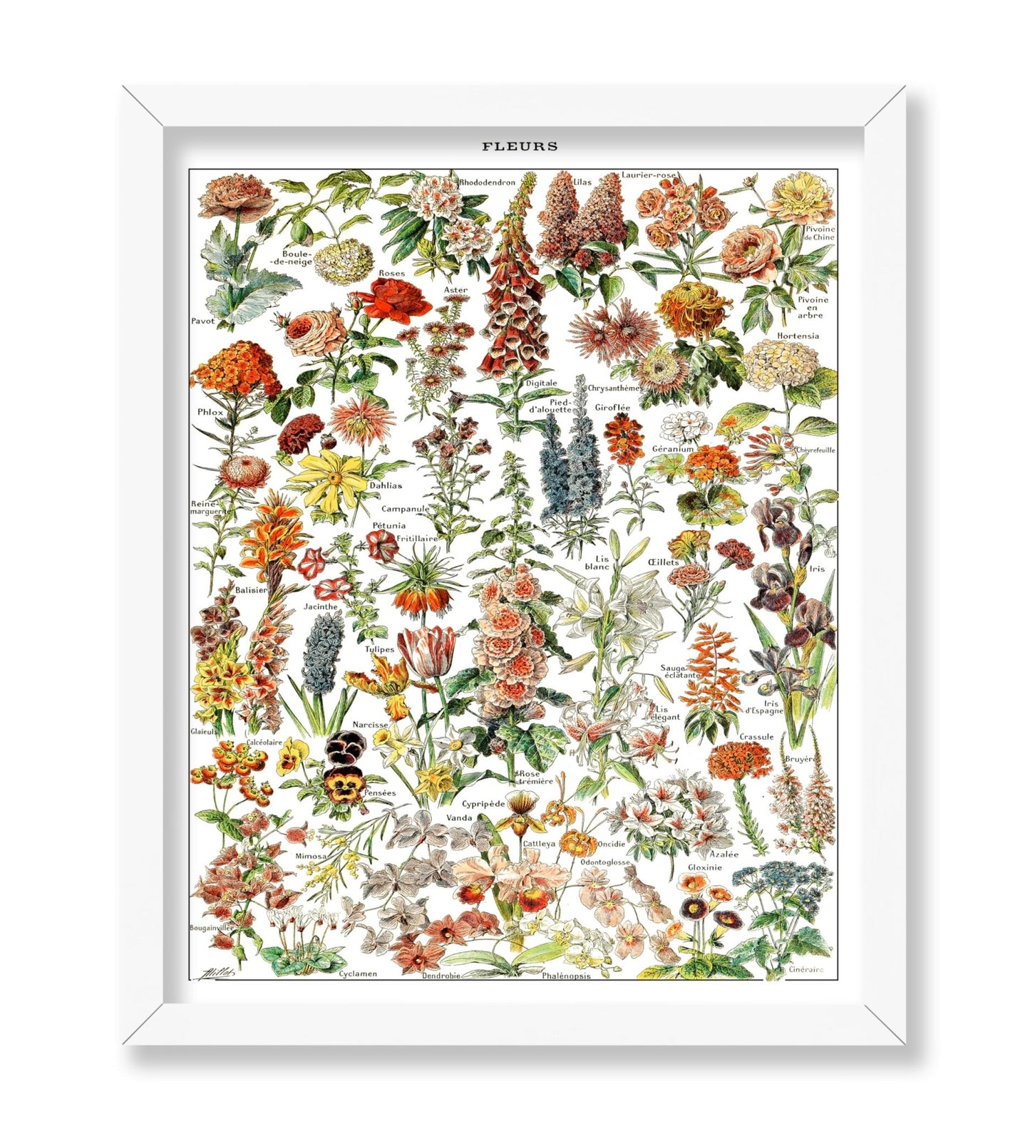 Assorted Flowers
