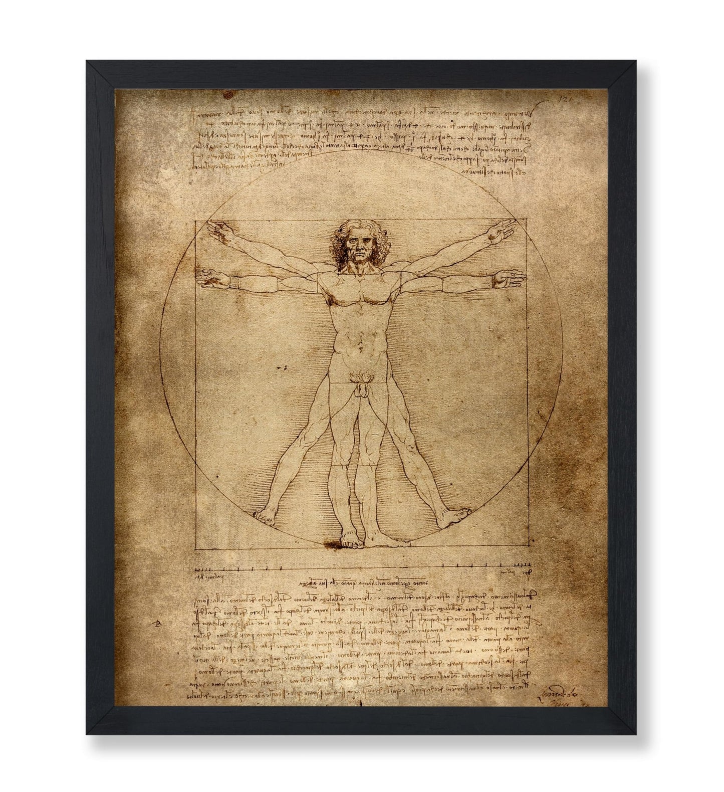 Leonardo Da Vinci - Vitruvian Man
