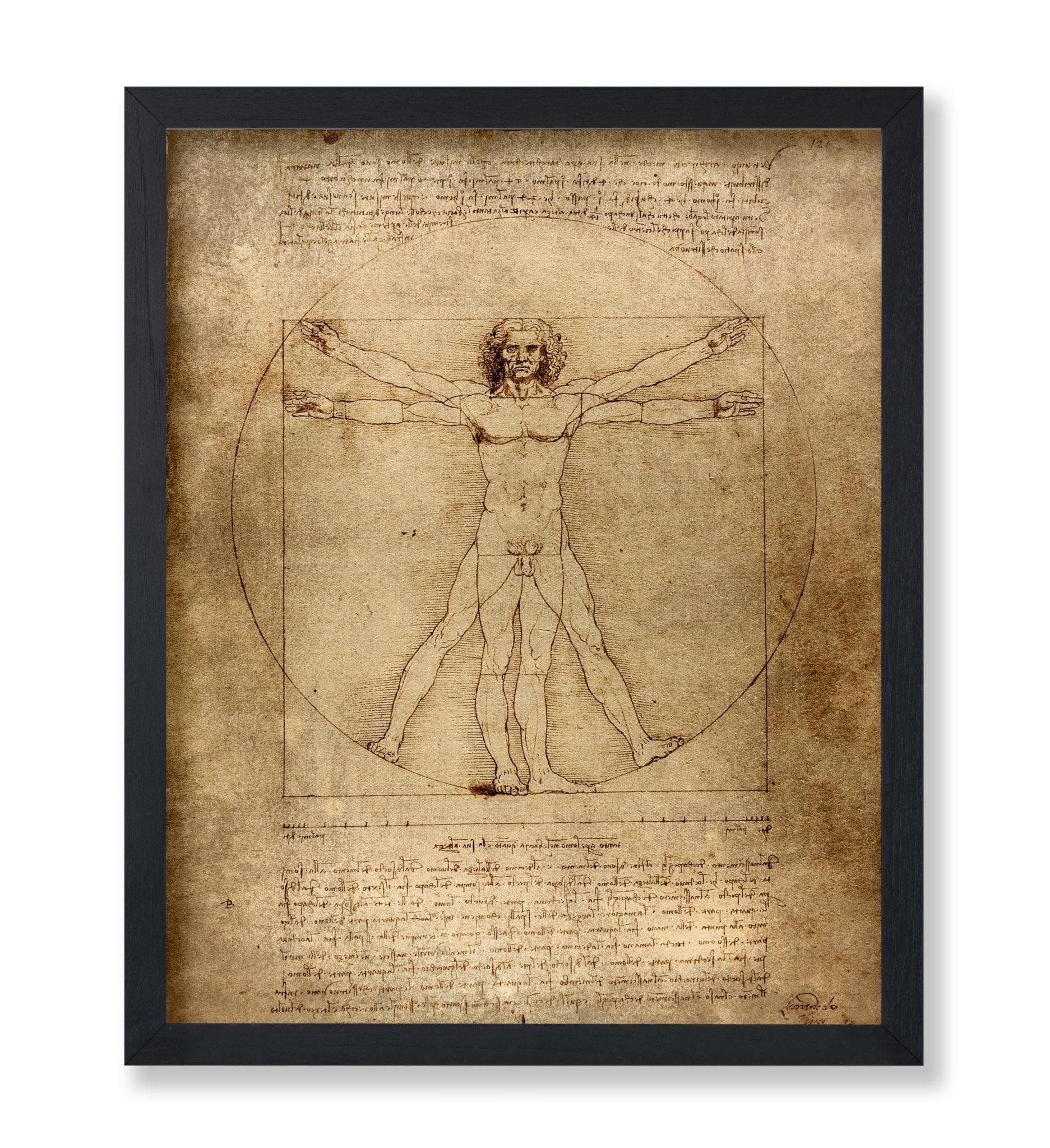 Leonardo Da Vinci - Vitruvian Man