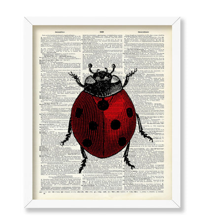 Ladybug