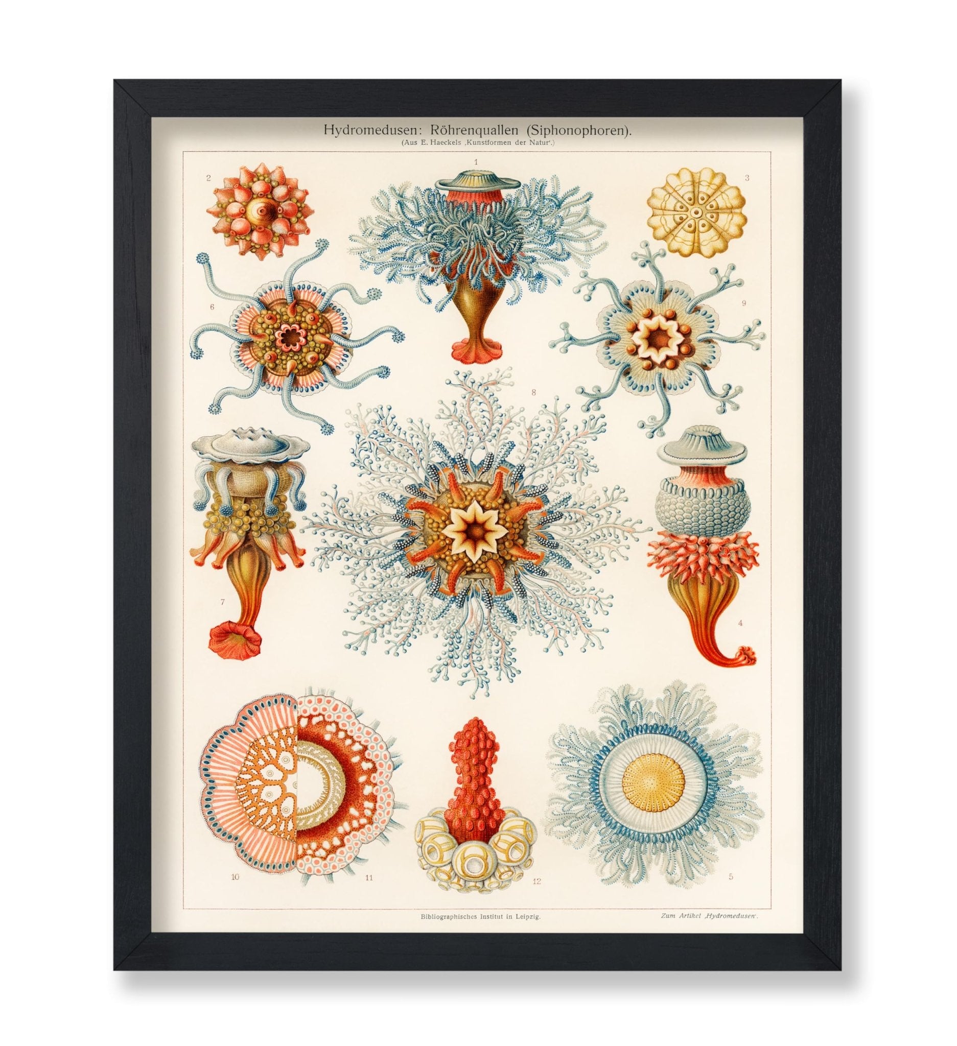 Ernst Haeckel - Art Forms in Nature Biology Marine Creatures