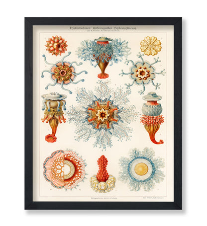 Ernst Haeckel - Art Forms in Nature Biology Marine Creatures