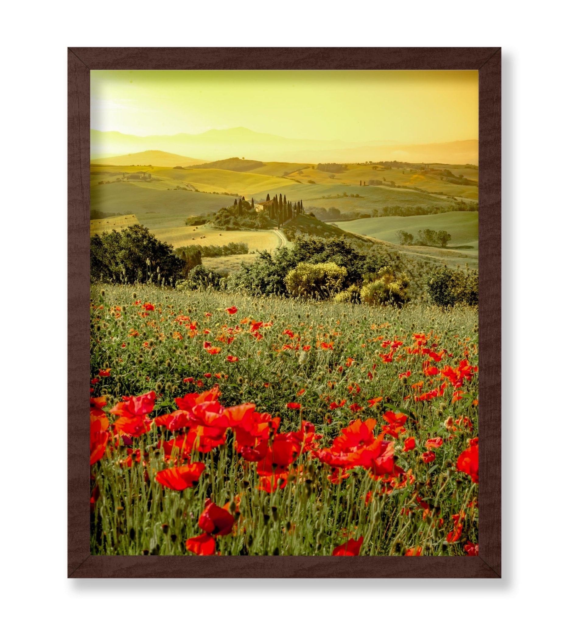 Poppy Flower