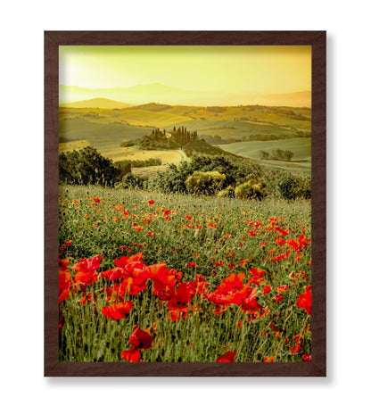 Poppy Flower