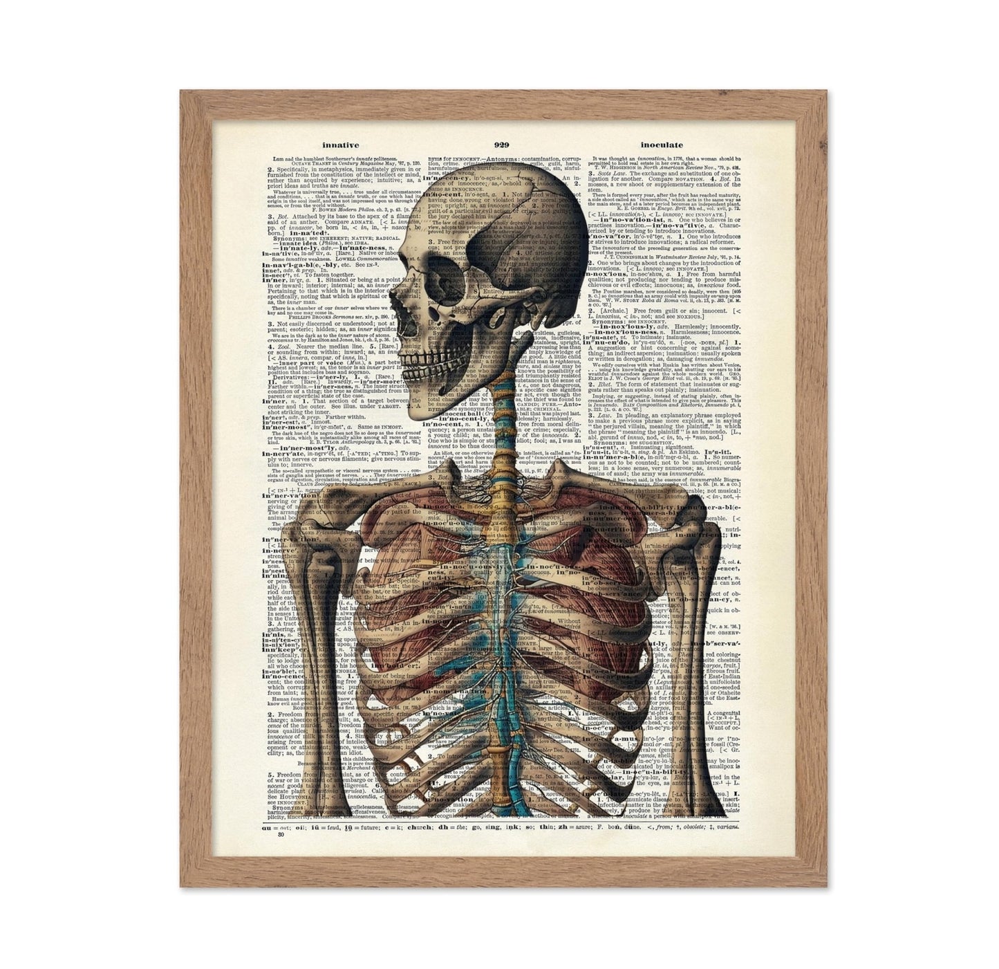 Human Skeleton No3