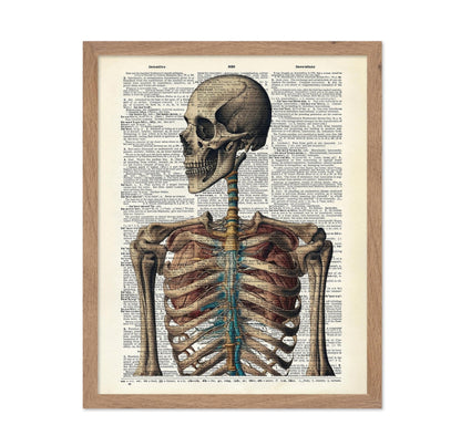Human Skeleton No3