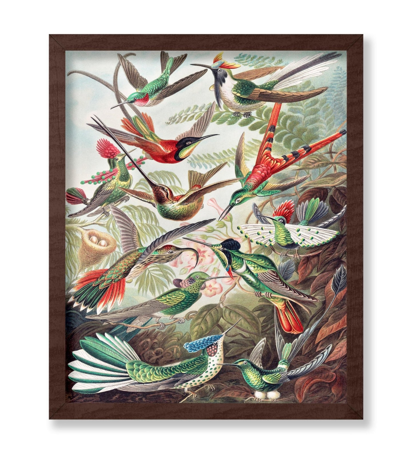 Ernst Haeckel - Hummingbirds