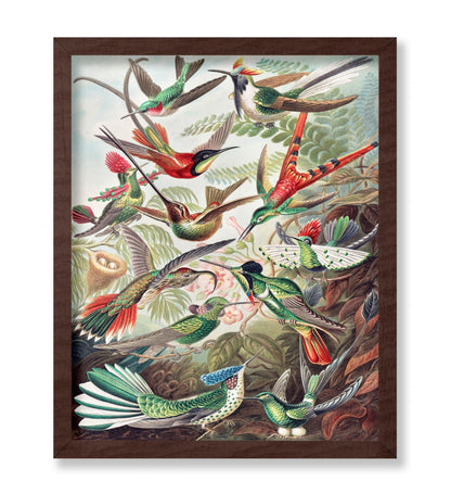 Ernst Haeckel - Hummingbirds