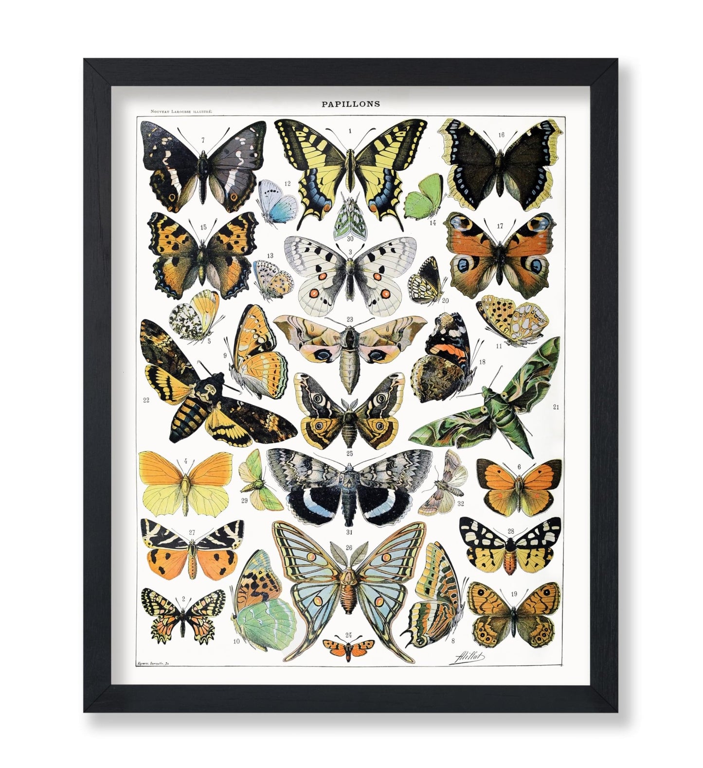 Adolphe Millot - Butterfly No2