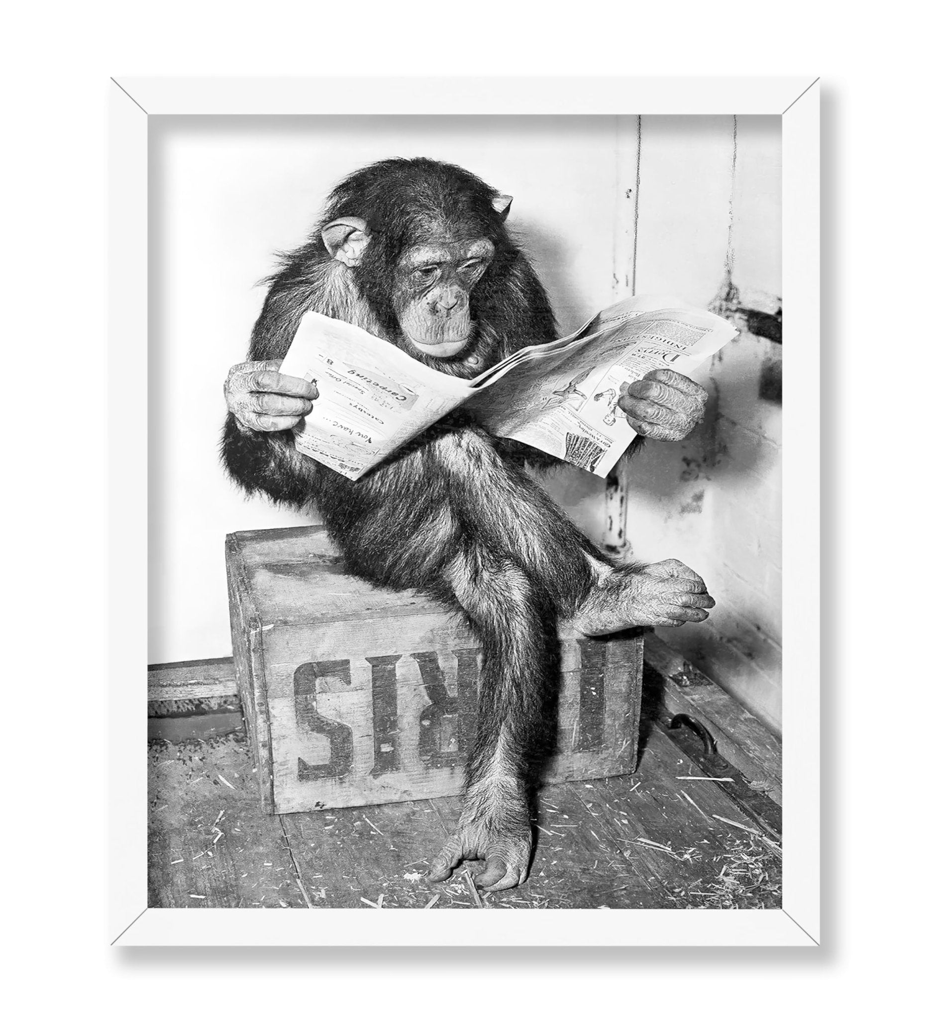 Chimpanzee Reading Newspaper
