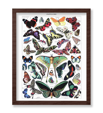 Adolphe Millot - Butterfly No3