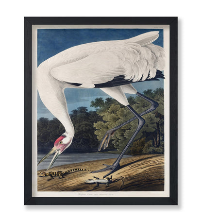 John James Audubon - Whooping Crane No2