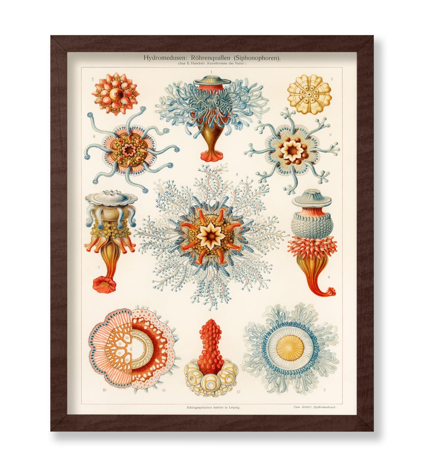 Ernst Haeckel - Art Forms in Nature Biology Marine Creatures