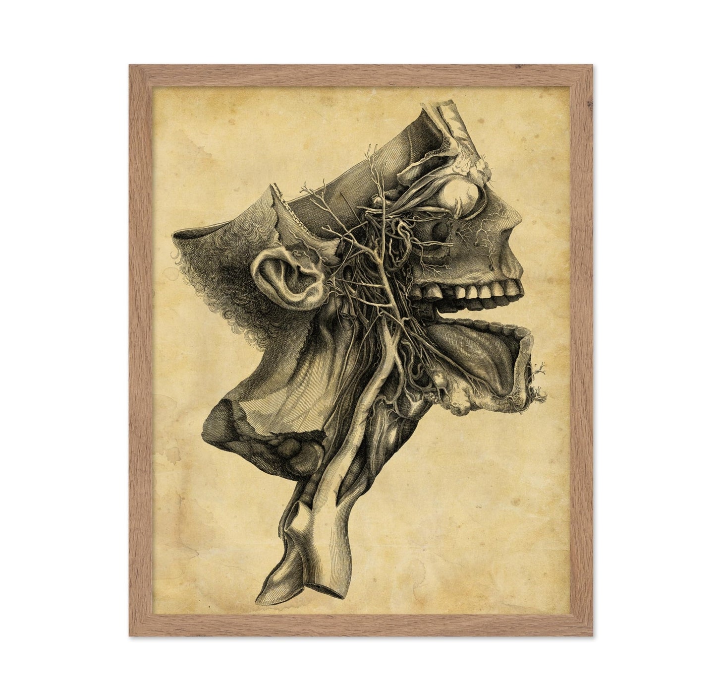 Cross Section Skull