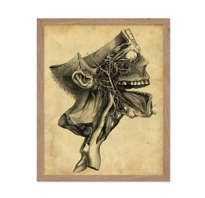 Cross Section Skull