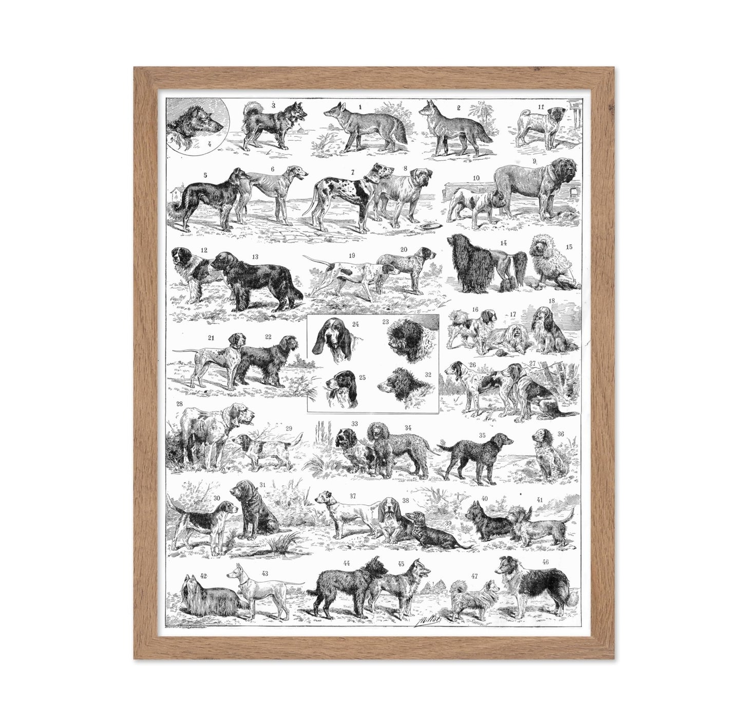 Dog Breeds Chart