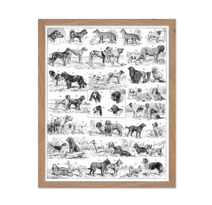 Dog Breeds Chart