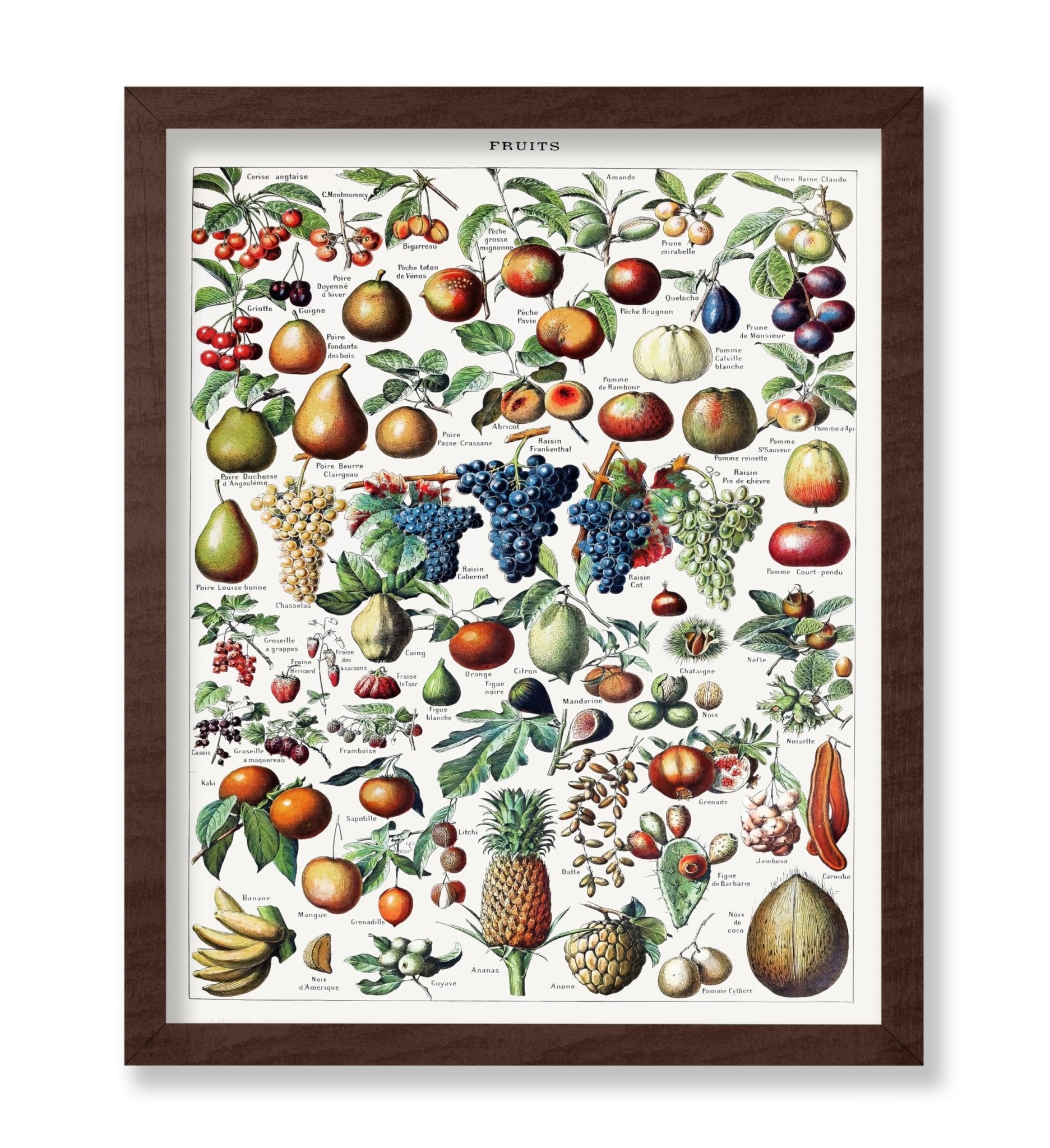 Adolphe Millot - Fruits