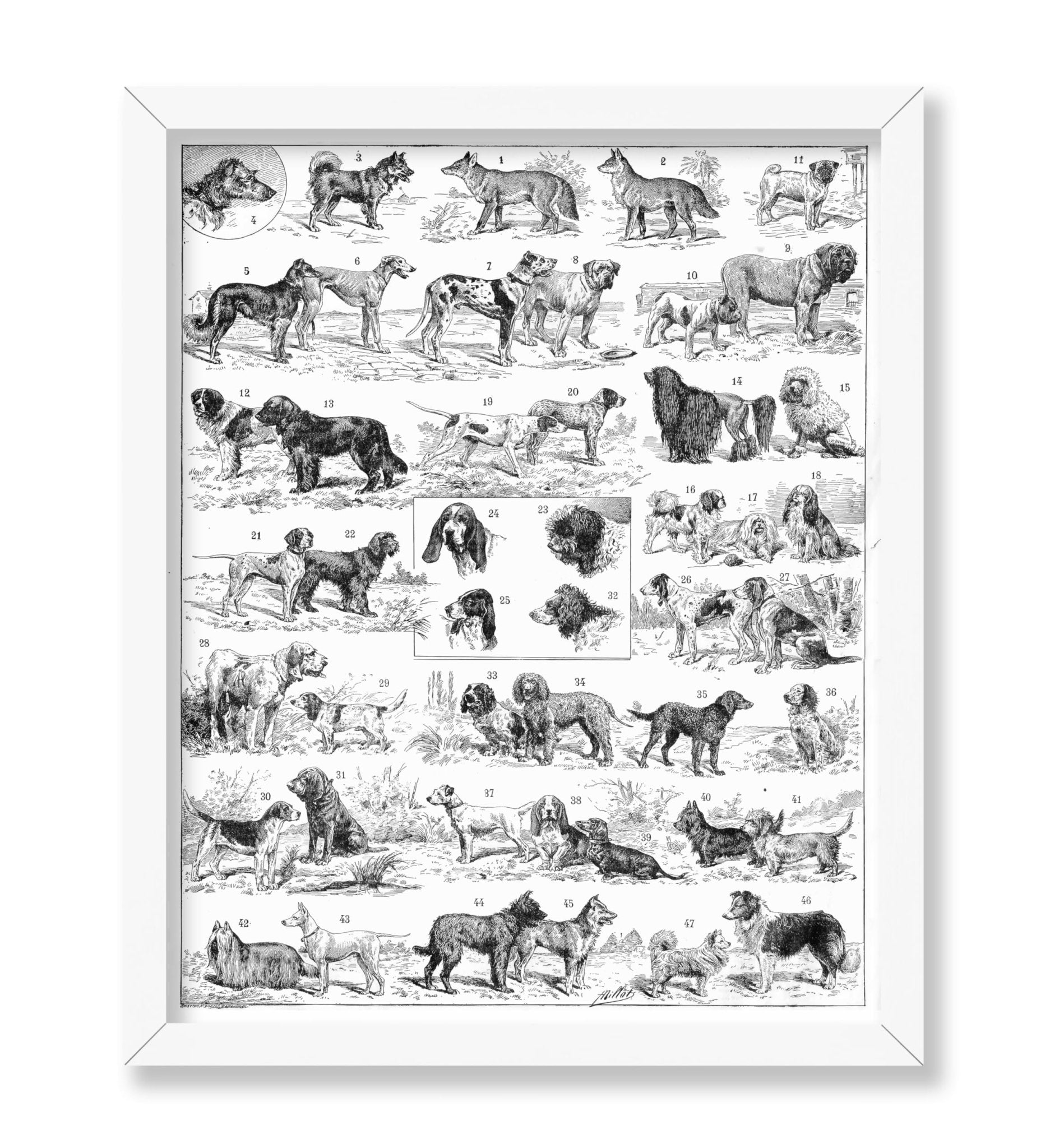 Dog Breeds Chart