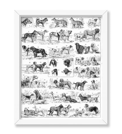 Dog Breeds Chart