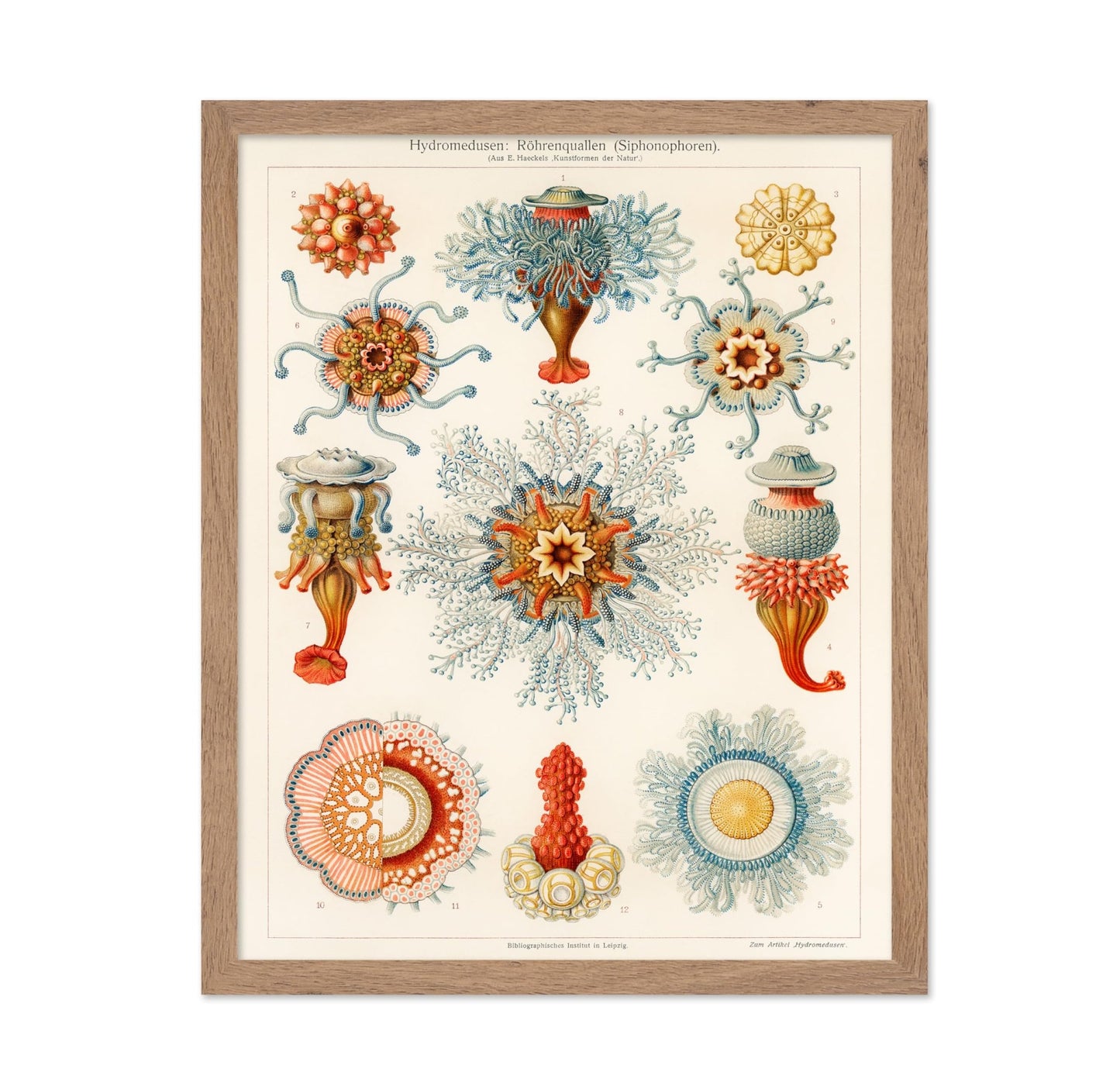 Ernst Haeckel - Art Forms in Nature Biology Marine Creatures