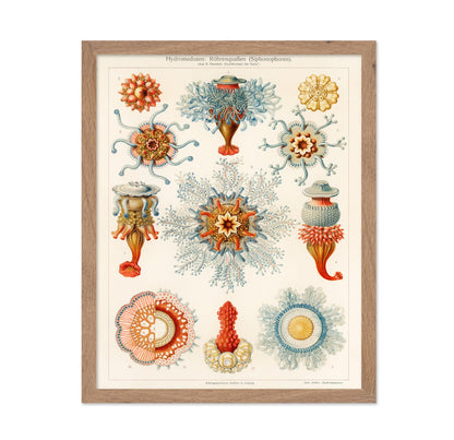 Ernst Haeckel - Art Forms in Nature Biology Marine Creatures