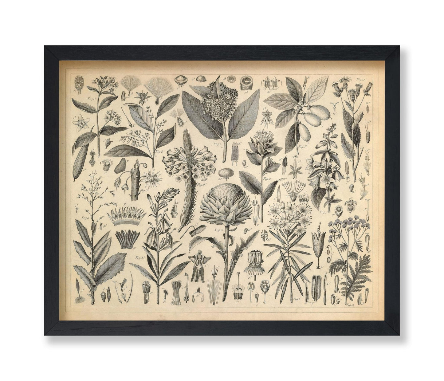 Sap and Resinous Plants