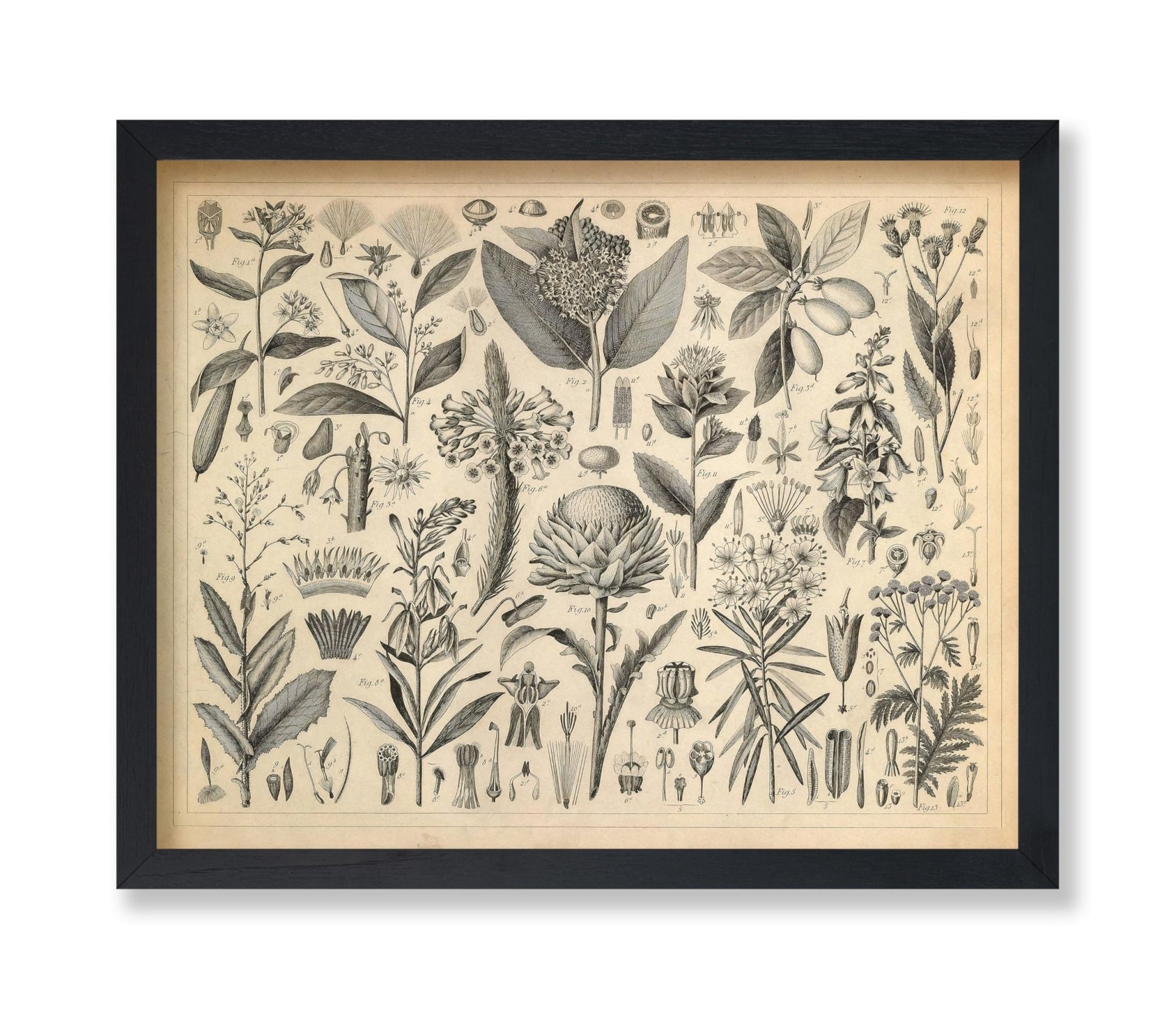 Sap and Resinous Plants