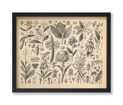 Sap and Resinous Plants