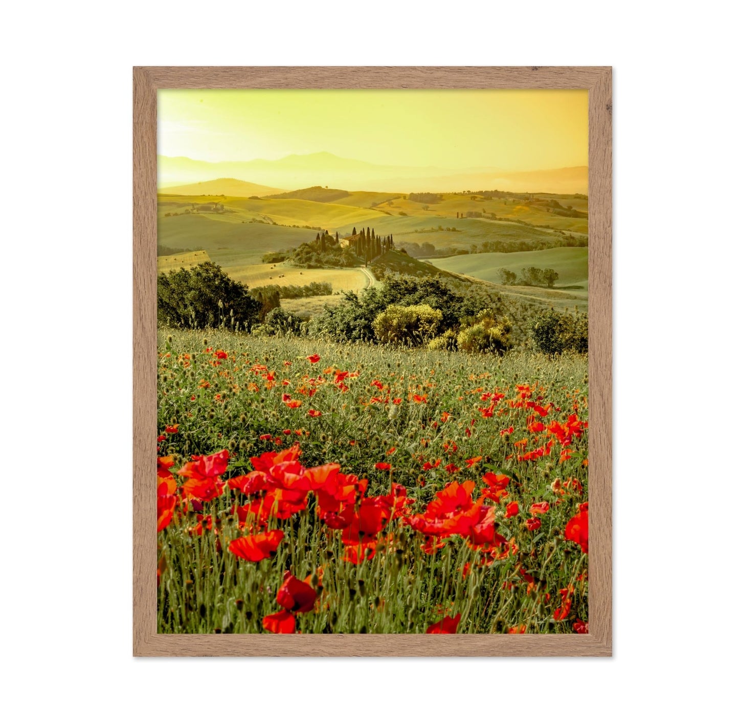 Poppy Flower