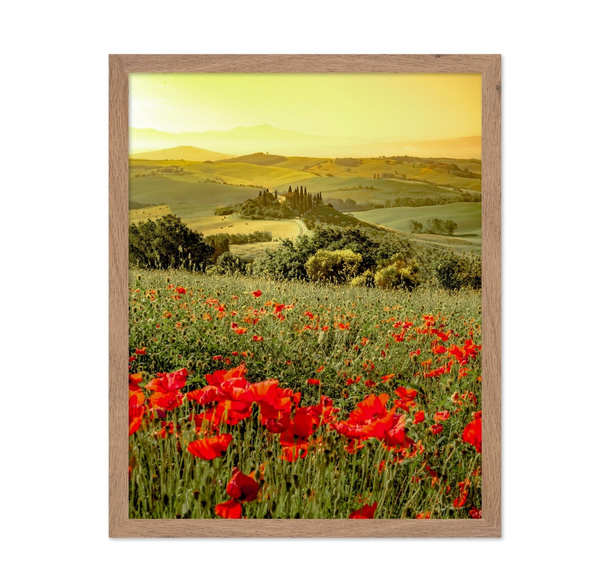 Poppy Flower