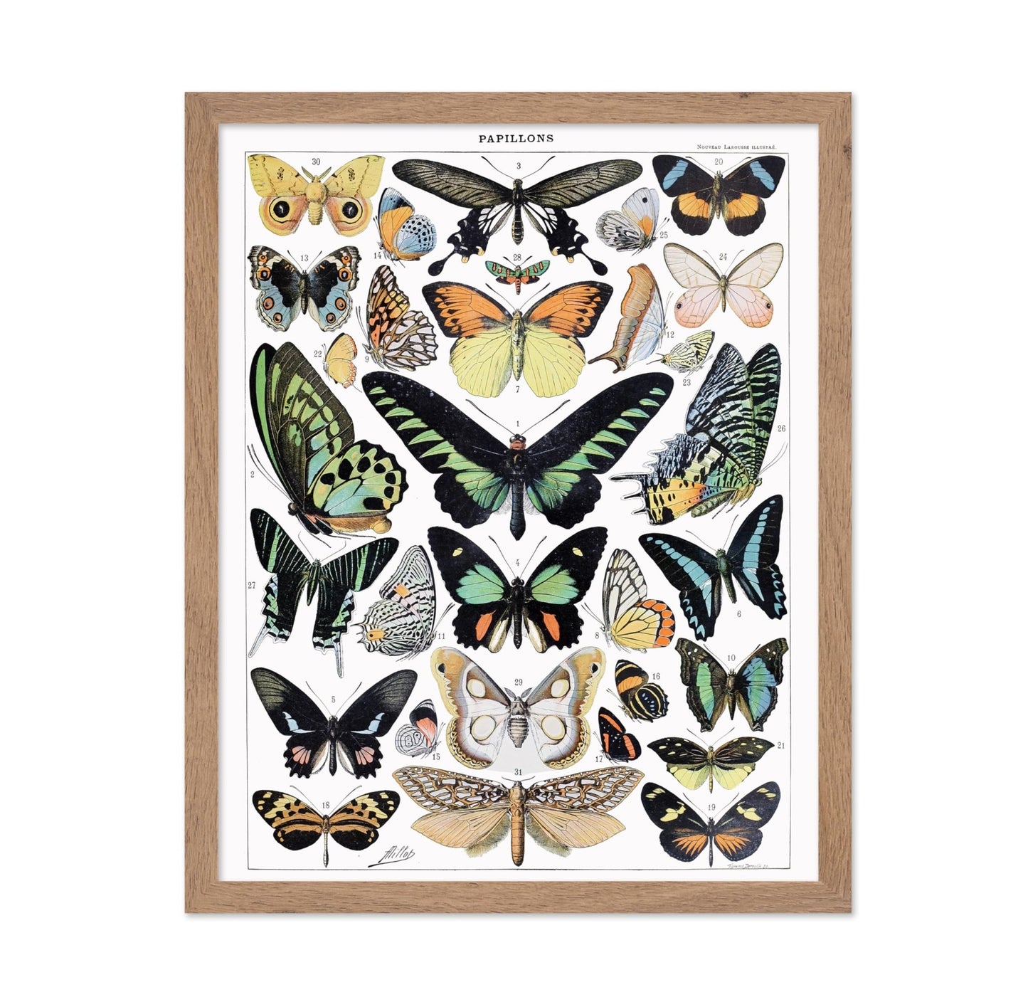 Adolphe Millot - Butterfly No1