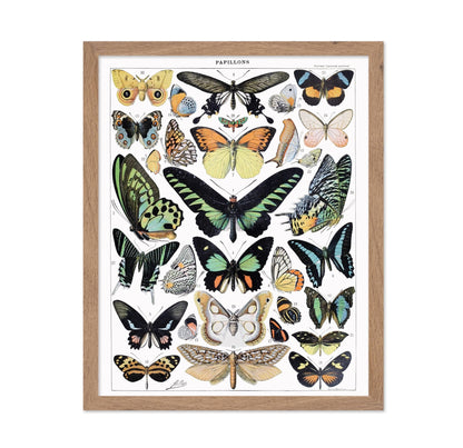 Adolphe Millot - Butterfly No1