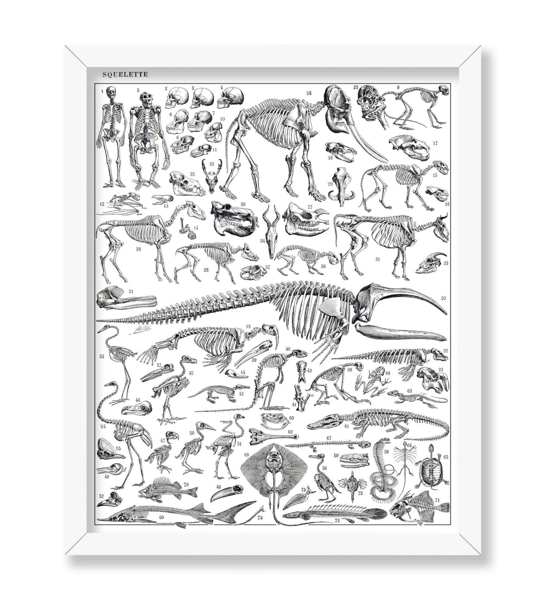 Engraving of Skeletons of Man, Monkeys, Dinosaurs Poster