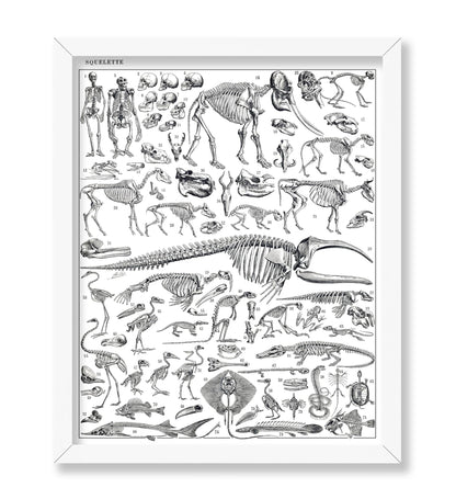 Engraving of Skeletons of Man, Monkeys, Dinosaurs Poster